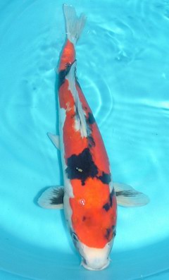 Showa Koi